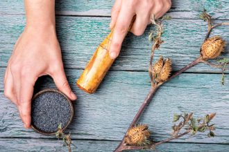 Plante de datura utilisée en médecine holistique et traditionnelle